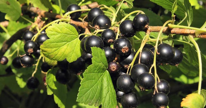 utfodring av svarta vinbär