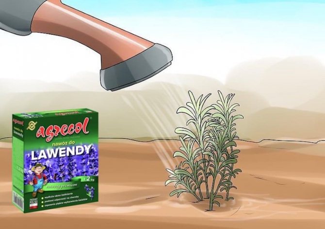 Feeding and fertilizing lavender should be done regularly.