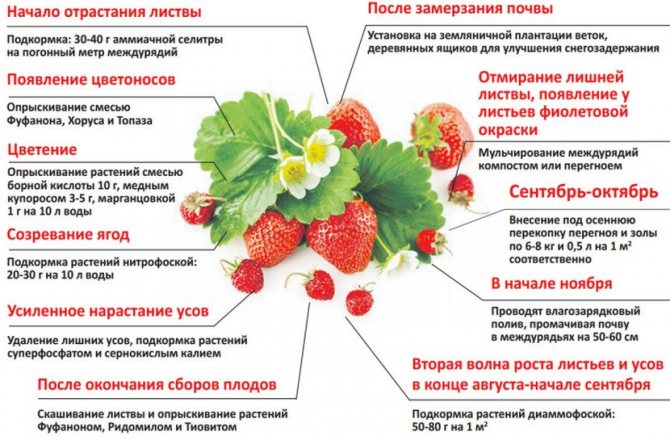 Memberi makan dan menjaga strawberi