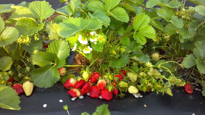 хранене на ягоди през есента