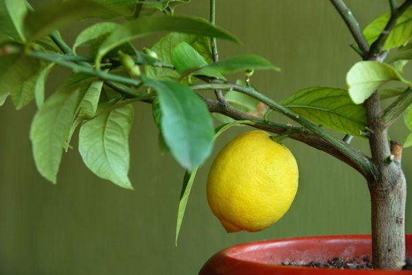 Befrukta inomhus citrusfrukter hemma