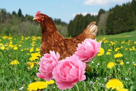 Matar kycklingavfall