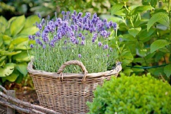 feeding lavender