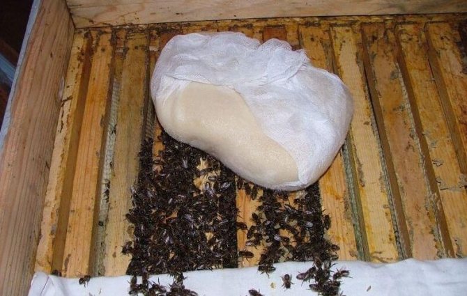 Хранене на пчели с канди