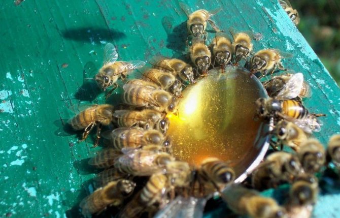 Memberi makan lebah dengan sirap gula