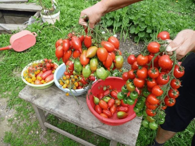 Торене на домати с борна киселина: как да увеличите добива за една стотинка