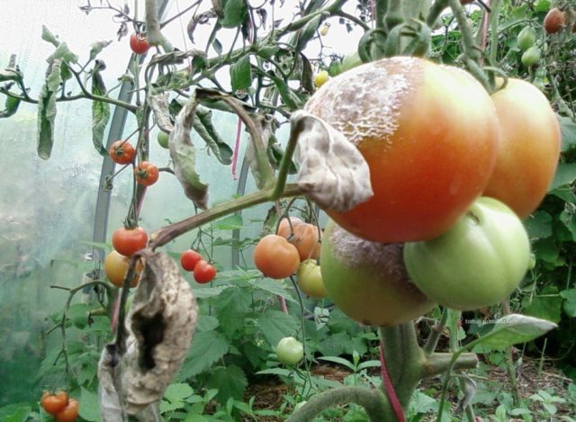 Fertilizing tomatoes with boric acid: how to increase the yield for a penny