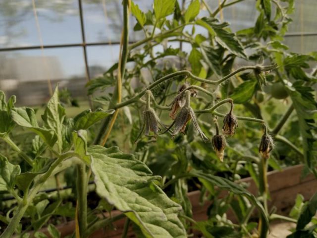 Memupuk tomato dengan asid borik: bagaimana meningkatkan hasil untuk sesen pun