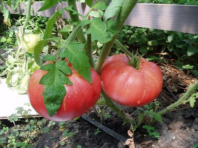 Торене на домати с борна киселина: как да увеличите добива за една стотинка