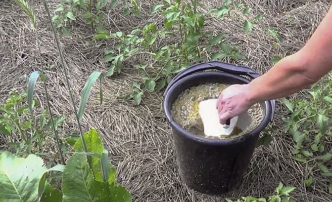 Feeding tomatoes with yeast