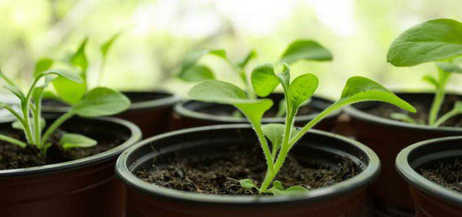Memberi makan anak pokok petunia untuk pertumbuhan di rumah