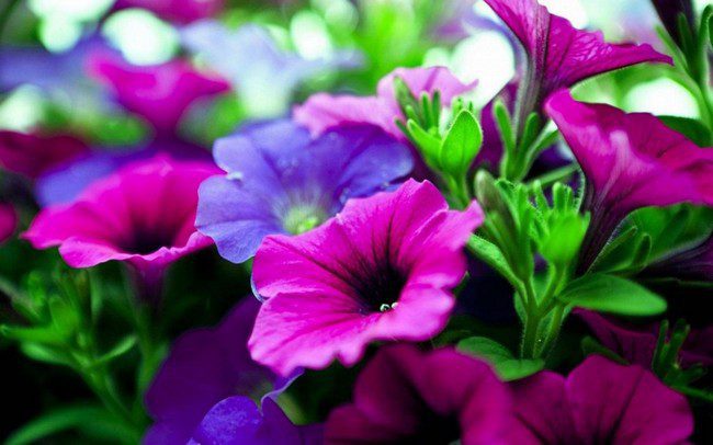Feeding petunia seedlings for growth at home