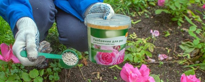 Top dressing of roses in early spring