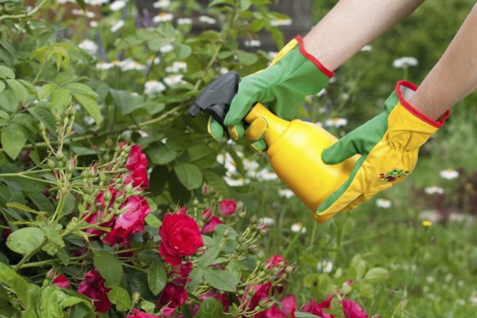 Top dressing of roses in early spring