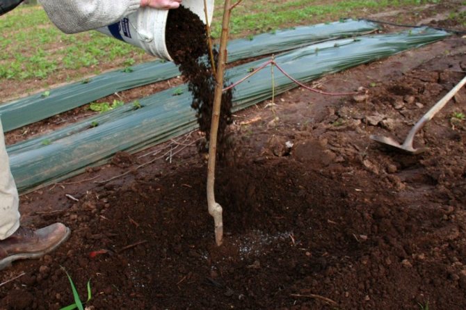 Fertilizarea răsadurilor de cireșe
