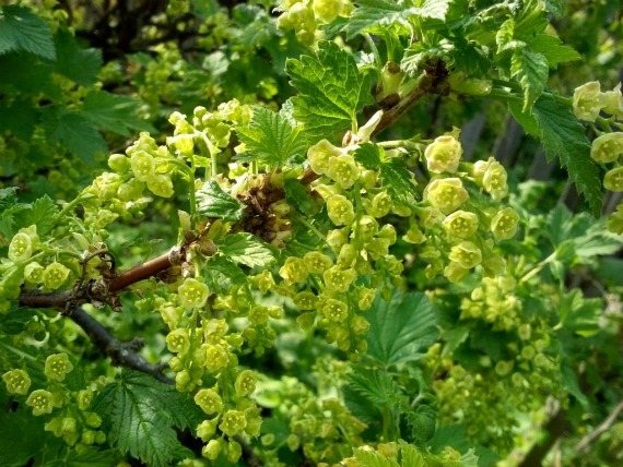 Fertilizing currants during flowering and ovary formation