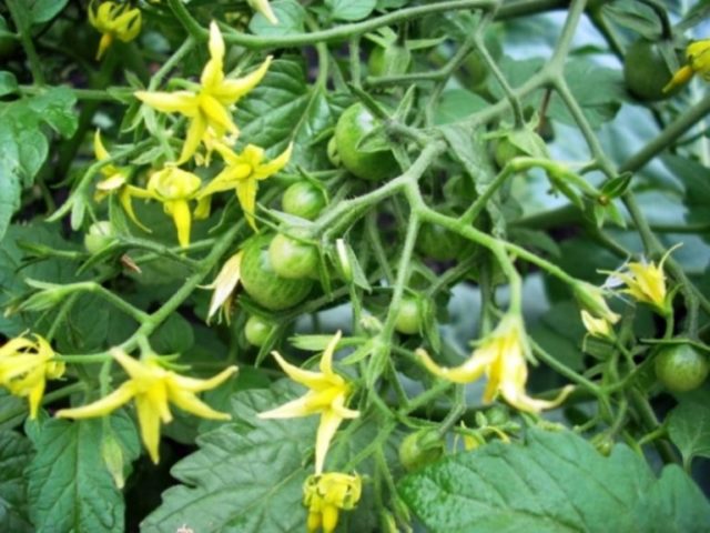 Toppdressing av tomater under blomningen: de bästa och beprövade sätten