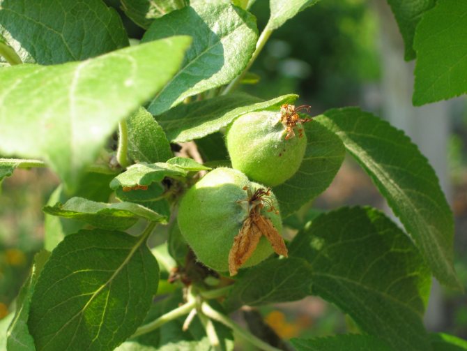 تغذية أشجار التفاح في الصيف
