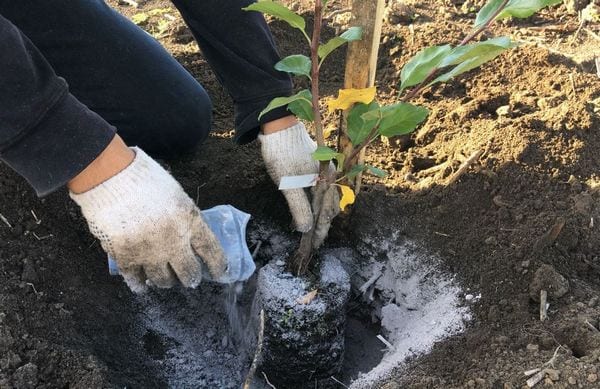 Top dressing of honeysuckle with wood ash