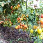 pemakaian topi daun dan akar tomato