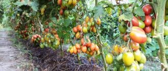 подхранване на домати листно и коренно