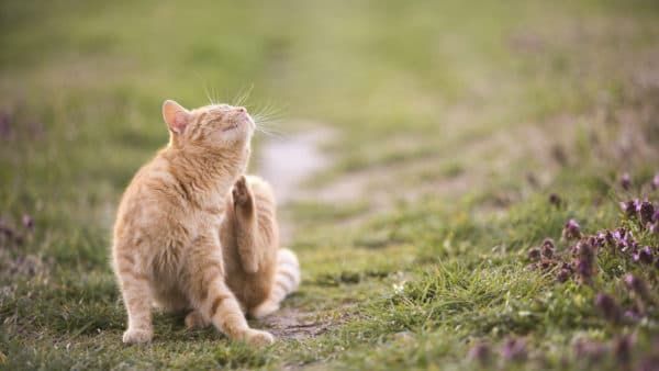 קרציות תת עוריות אצל חתולים קראו את המאמר