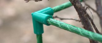 Supports for fruit bushes