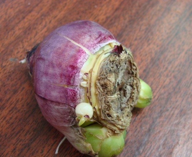 grown babies on the mother's bulb of hyacinth