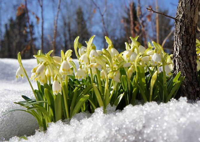 قطرات الثلج هي أول ابتلاع الربيع