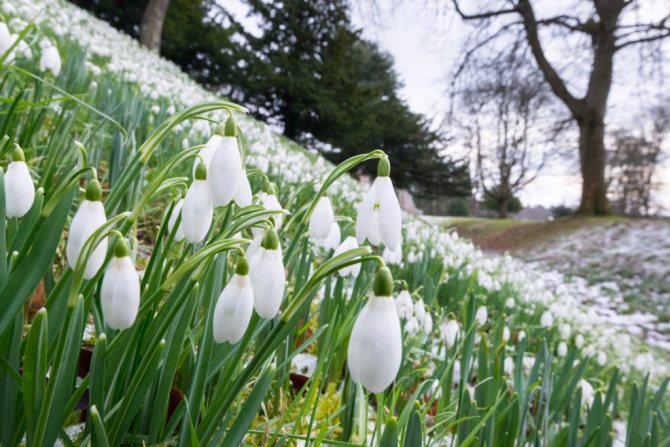 Snowdrops are listed in the Red Book