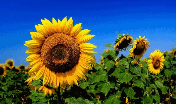 Floarea-soarelui pe site