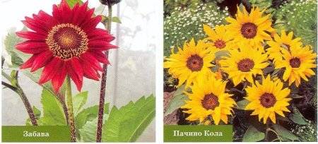Ornamental sunflower or helianthus