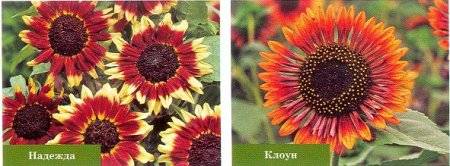 Floarea soarelui ornamentală sau helianthus