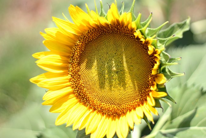 pasulong na sunflower