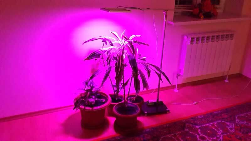 light for seedlings