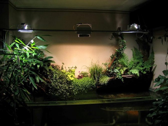 Pencahayaan tanaman dalaman di sebuah apartmen