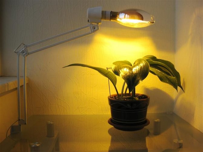 Illumination of a plant with a gas-discharge lamp