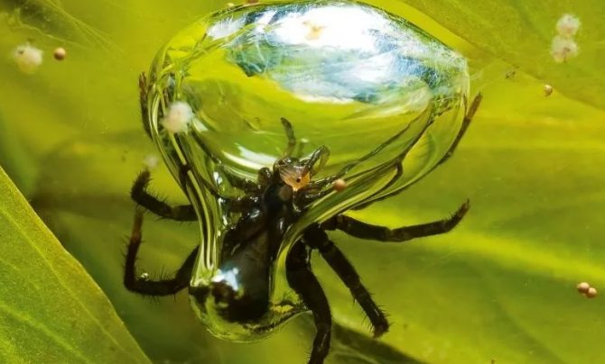 Silver spider builds underwater nests