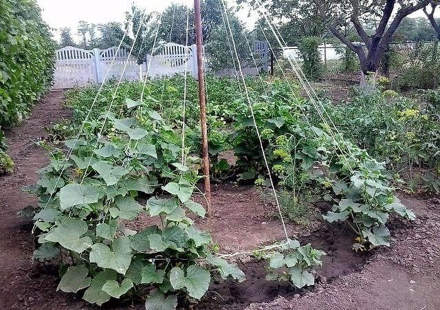 Cucumbers tied on ropes