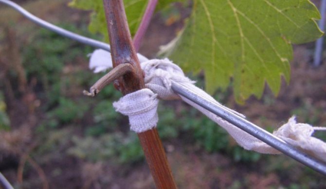 Tied vine shoot