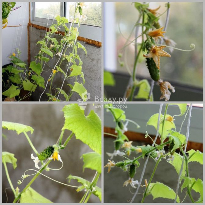 Garter cucumbers on the balcony with ropes