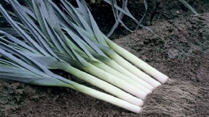 Step-by-step guide to growing onions from seeds in one season without the hassle