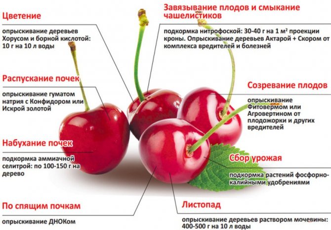 Steg-för-steg vård och utfodring av körsbär