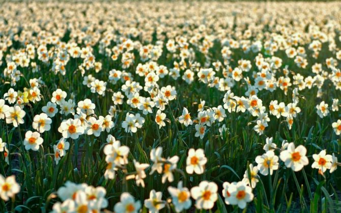 Poetic (Poeticus) daffodils.