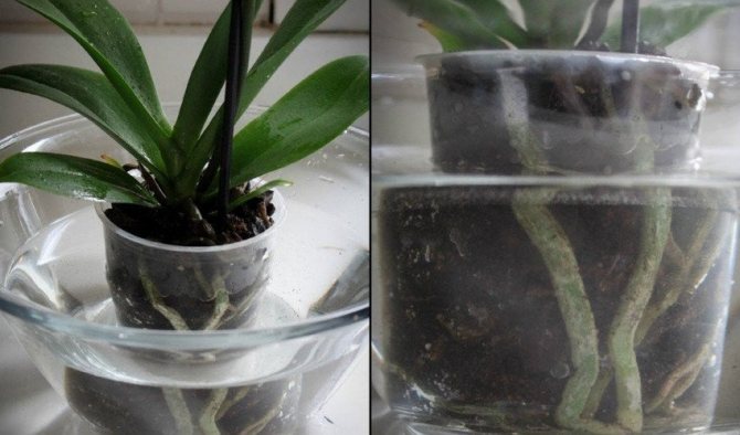 Penyiraman rendaman Phalaenopsis
