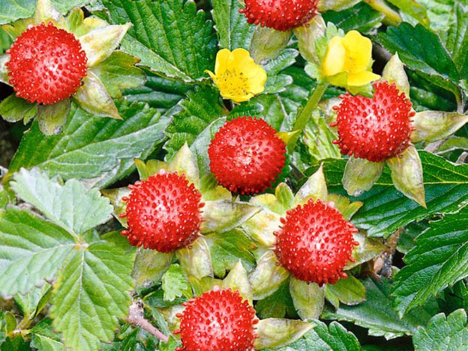 strawberry-like berries are not edible
