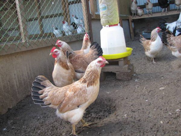 Dryckeskål för kycklingar i gångområdet