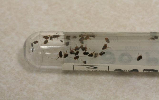 Captured fleas