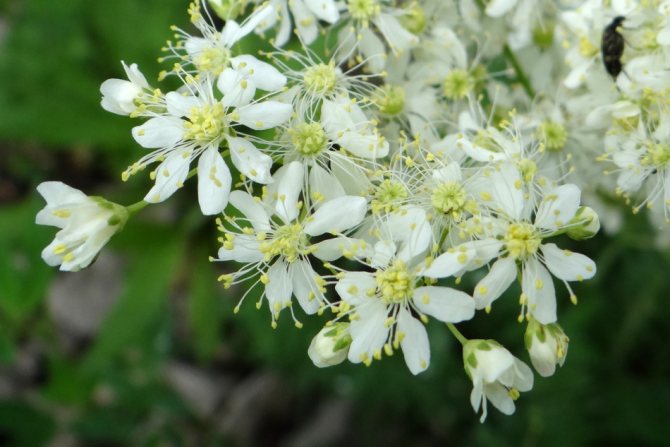 Indications for the use of meadowsweet