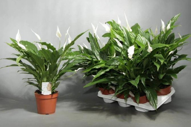 buying spathiphyllum in a store